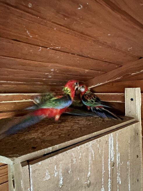 Papugi rozelle białolice