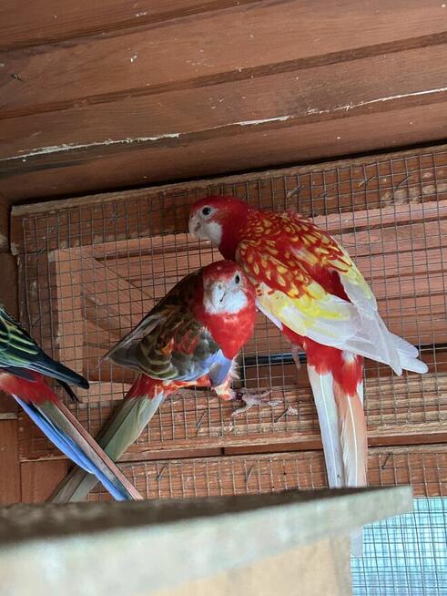 Papugi rozelle białolice