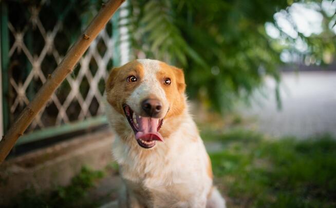 Borys - psi anioł w poszukiwaniu swojego domu!