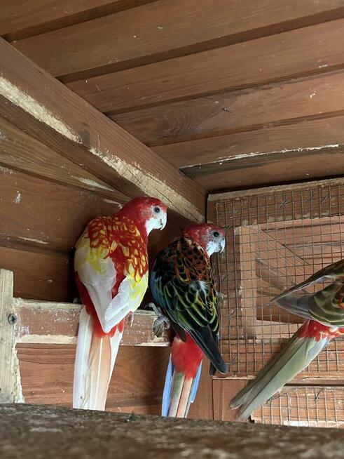 Papugi rozelle białolice