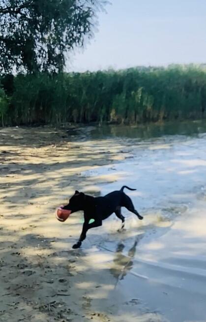 Pitbull piękny pies z rodowodem. Reproduktor. Daje liczne mi