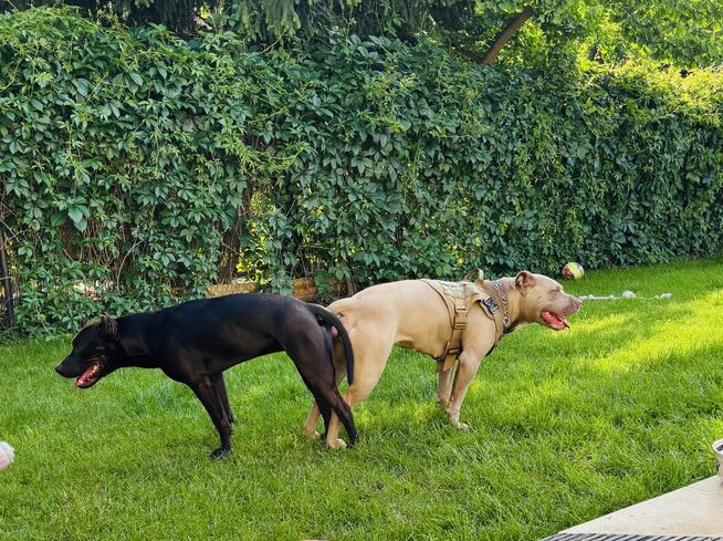 Pitbull piękny pies z rodowodem. Reproduktor. Daje liczne mi