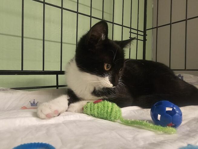 5-miesięczna Nelcia potrzebuje kochającego opiekuna