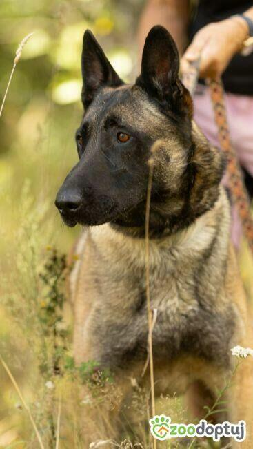 CZARNONOSY - piękny pies w typie owczarka malinois