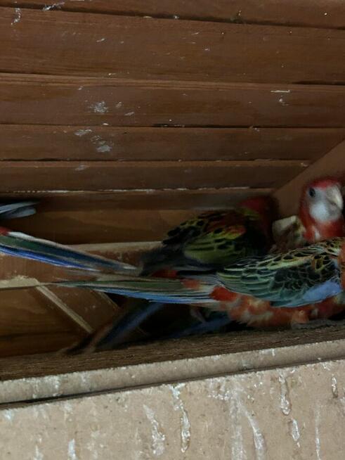 Papugi rozelle białolice