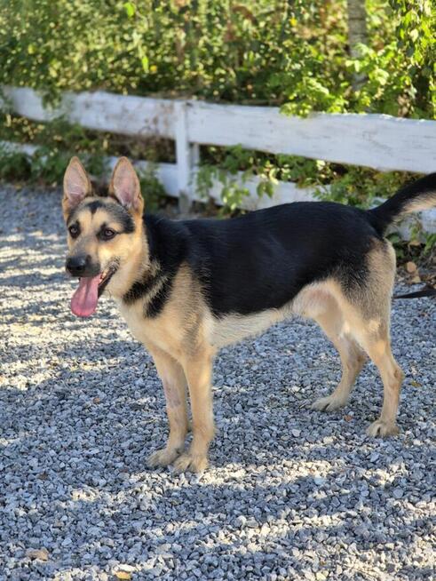 Lolo - młodziutki, wesoły psiak w typie owczarka!