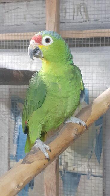 Amazonki para lęgowa modrobrewa Ptaki