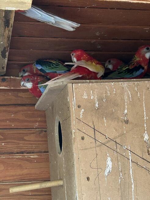 Papugi rozelle białolice