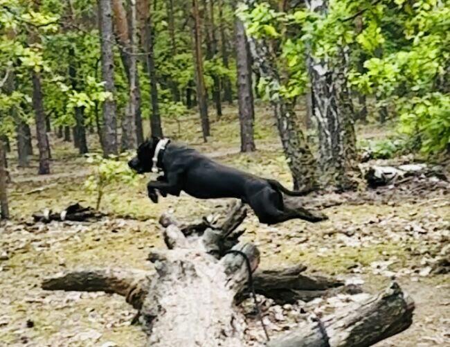 Pitbull piękny pies z rodowodem. Reproduktor. Daje liczne mi