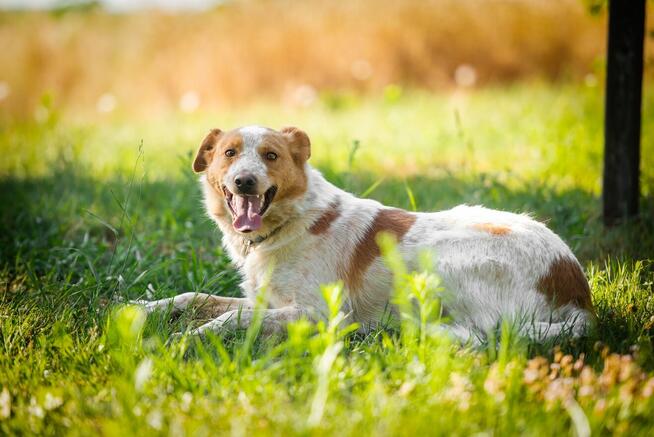 Borys - psi anioł w poszukiwaniu swojego domu!