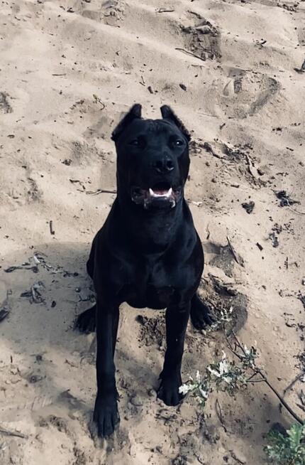 Pitbull piękny pies z rodowodem. Reproduktor. Daje liczne mi