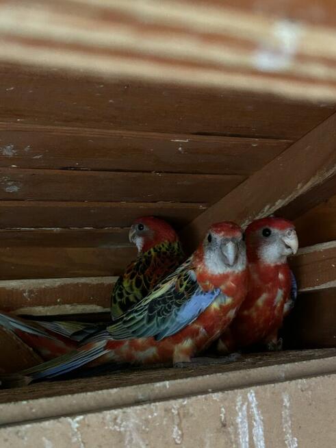 Papugi rozelle białolice