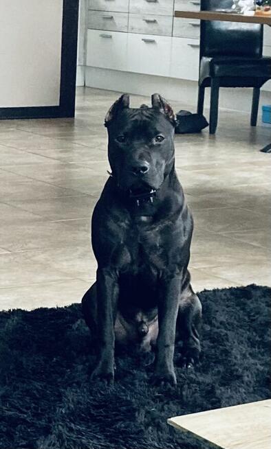 Pitbull piękny pies z rodowodem. Reproduktor. Daje liczne mi