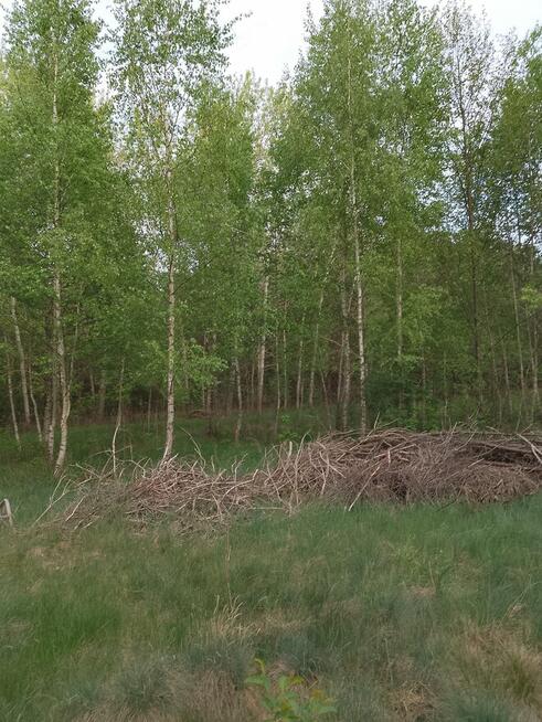 Bajeczna dzialeczka przy Kampinosie