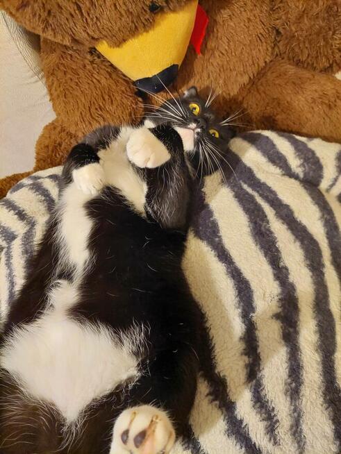 Koty po duzych rodzicach szkodzki swisłouchyojciec