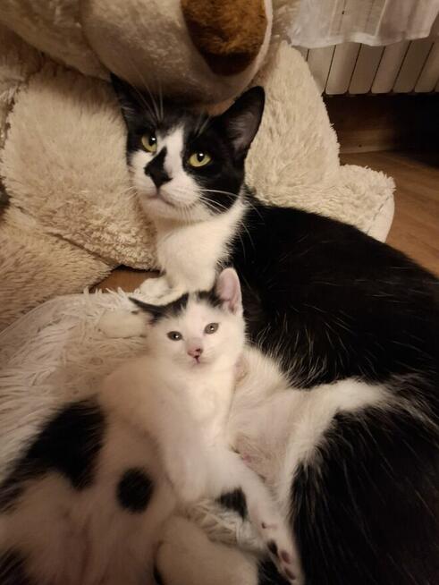 Koty po duzych rodzicach szkodzki swisłouchyojciec