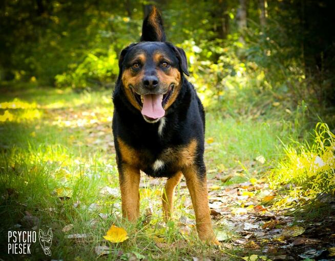 Imponujący aktywny Rufus