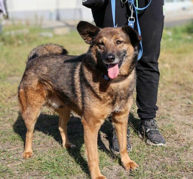 Towarzyski psiak Henry szuka domu!