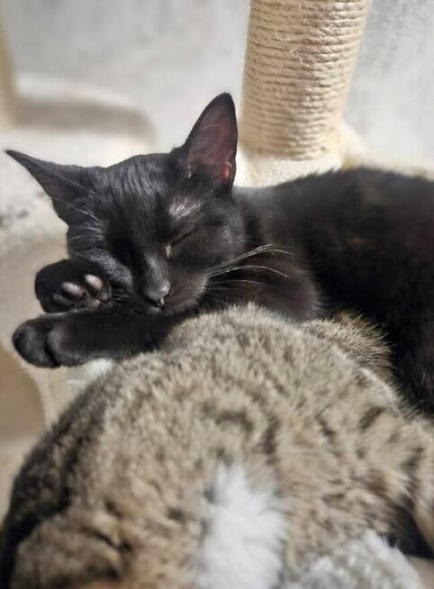 MAMBO niedowidzący czarny kot szuka domu adopcja adoptuj