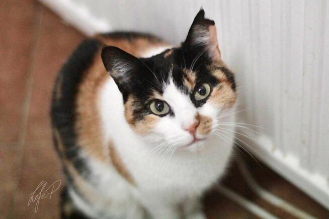 Tricolorka Tonya z białaczką