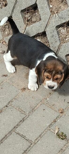 Beagle szczenięta TRI -Color