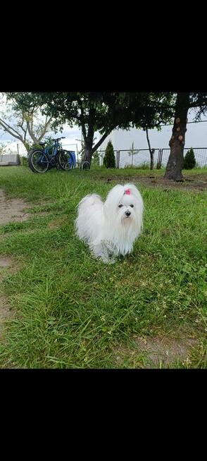 Szczeniaki Maltańczyk