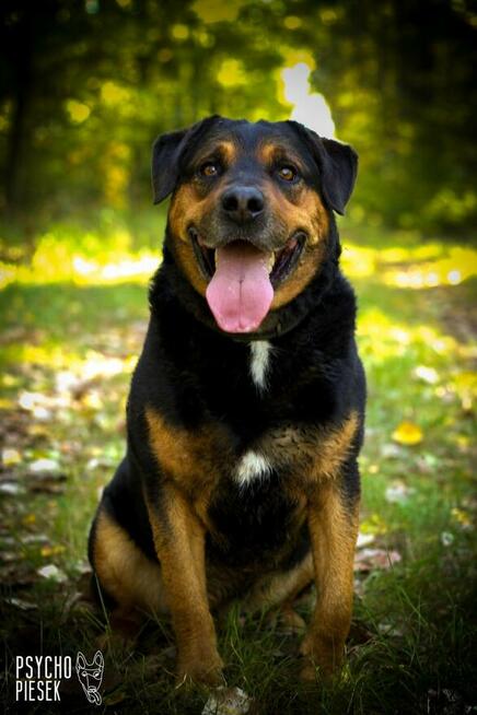 Imponujący aktywny Rufus