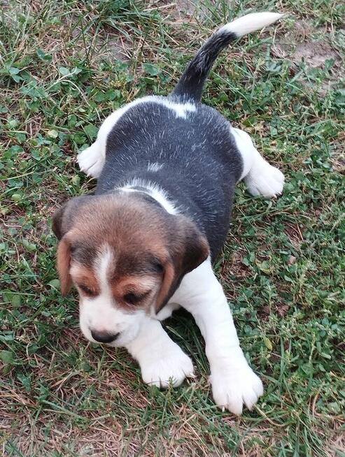 Beagle szczenięta TRI -Color