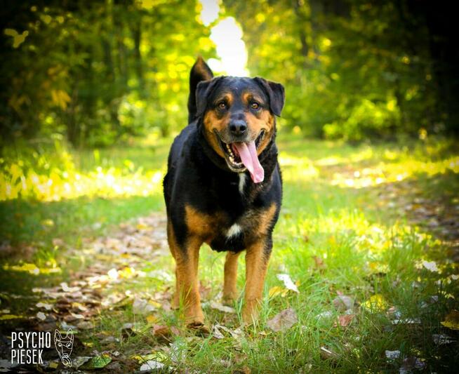 Imponujący aktywny Rufus