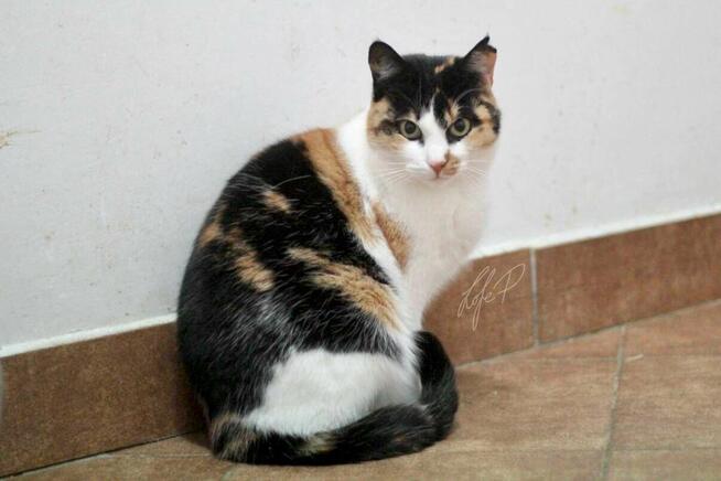 Tricolorka Tonya z białaczką