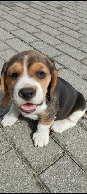 Beagle szczenięta TRI -Color