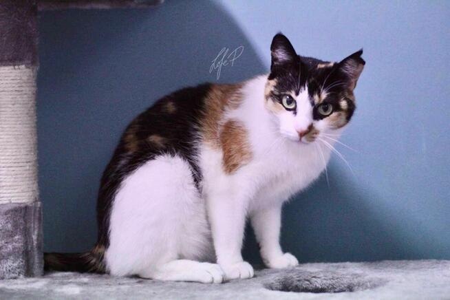 Tricolorka Tonya z białaczką