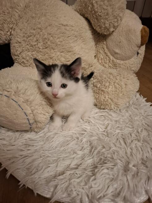 Koty po duzych rodzicach szkodzki swisłouchyojciec