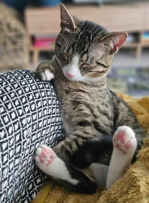 LIZACZEK niedowidzący kot szuka domu kotek adopcja do adopcj