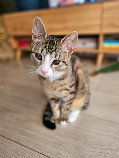 LIZACZEK niedowidzący kot szuka domu kotek adopcja do adopcj