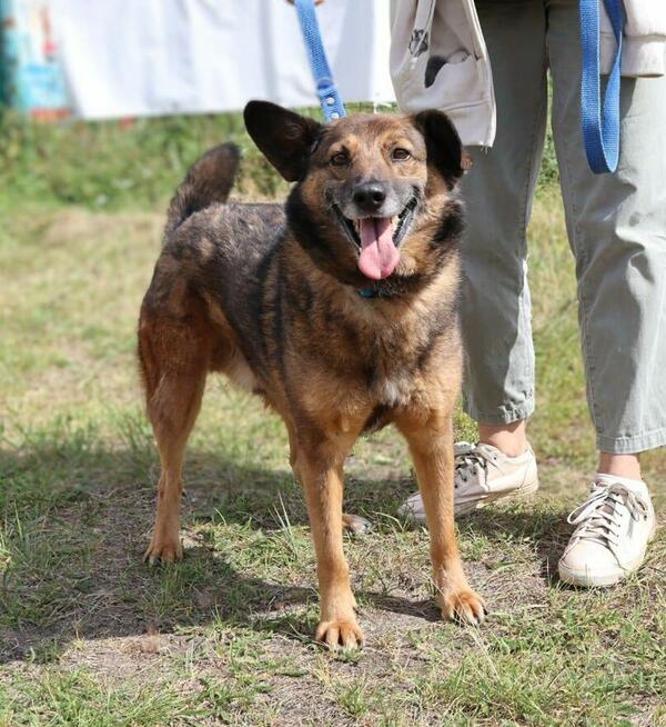 Towarzyski psiak Henry szuka domu!