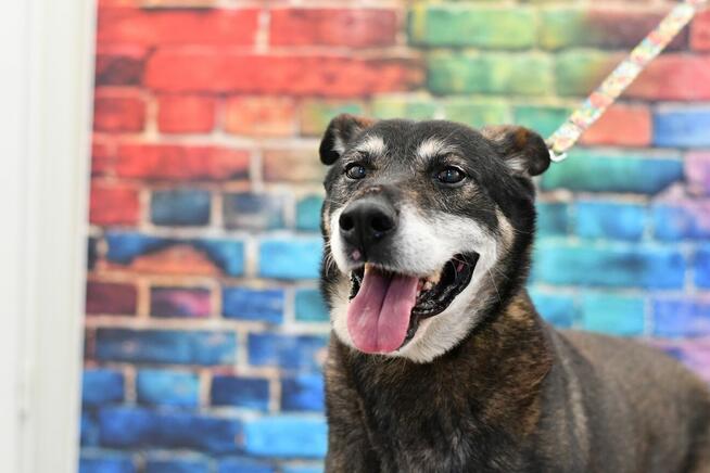 Uroczy Harnaś szuka kochającego domku!