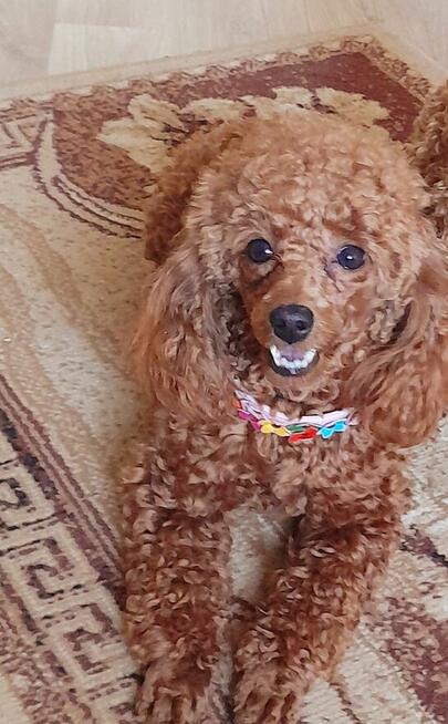 pudelk FIGARO MINI/TOY-badania genetyczne- 18 pażdziernika