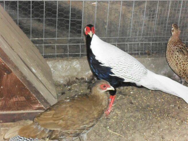 sprzedam młode bażanty