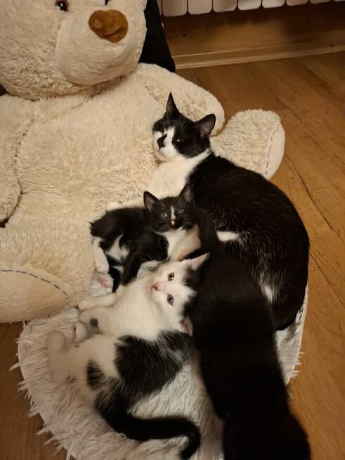 Koty po duzych rodzicach szkodzki swisłouchyojciec