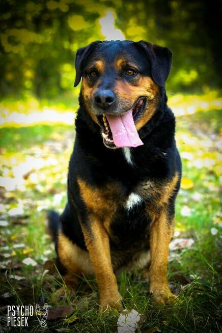 Imponujący aktywny Rufus