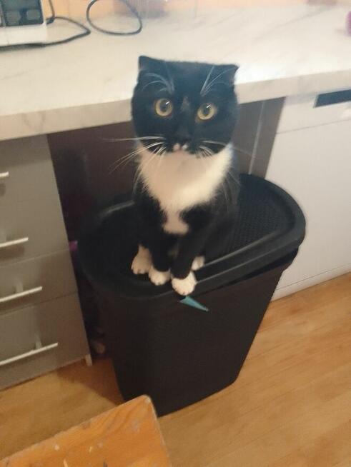 Koty po duzych rodzicach szkodzki swisłouchyojciec