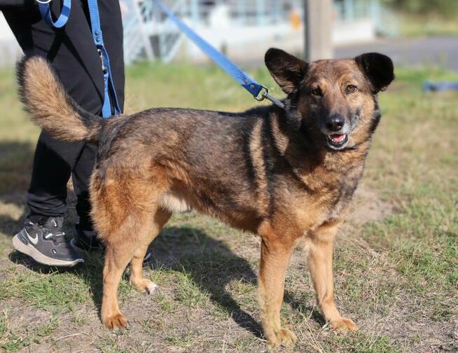 Towarzyski psiak Henry szuka domu!