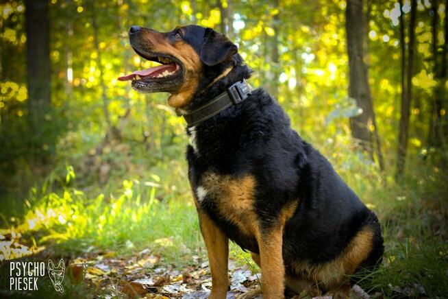 Imponujący aktywny Rufus