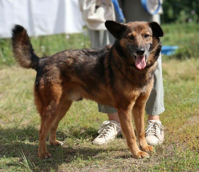 Towarzyski psiak Henry szuka domu!