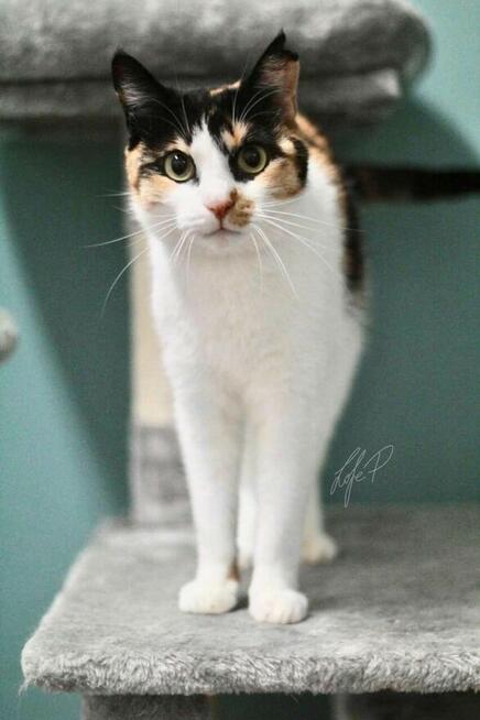 Tricolorka Tonya z białaczką