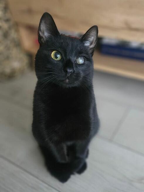 MAMBO niedowidzący czarny kot szuka domu adopcja adoptuj