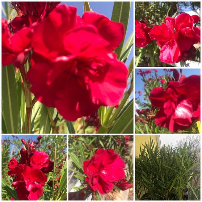 Oleander WIŚNIOWY o pełnych pacznacych kwiatach