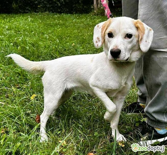 BEZA - cudowna, młoda sunia szuka najlepszego domu