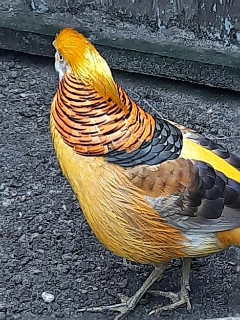 sprzedam młode bażanty